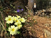 01 Festa di fiori sui sentieri per lo Zucco, primule ed Hepatica nobilis